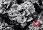 Image of greenhouses Netherlands, 1963, second 46 stock footage video 65675027995