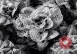 Image of greenhouses Netherlands, 1963, second 47 stock footage video 65675027995