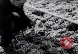 Image of greenhouses Netherlands, 1963, second 50 stock footage video 65675027995