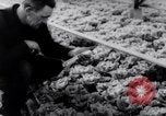 Image of greenhouses Netherlands, 1963, second 51 stock footage video 65675027995