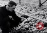 Image of greenhouses Netherlands, 1963, second 52 stock footage video 65675027995