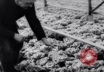 Image of greenhouses Netherlands, 1963, second 54 stock footage video 65675027995