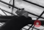Image of greenhouses Netherlands, 1963, second 56 stock footage video 65675027995