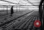 Image of greenhouses Netherlands, 1963, second 58 stock footage video 65675027995