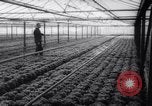 Image of greenhouses Netherlands, 1963, second 59 stock footage video 65675027995