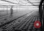 Image of greenhouses Netherlands, 1963, second 60 stock footage video 65675027995