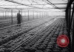 Image of greenhouses Netherlands, 1963, second 61 stock footage video 65675027995