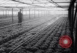 Image of greenhouses Netherlands, 1963, second 62 stock footage video 65675027995