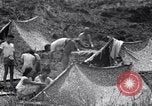 Standbild erfassten Einheimischen Guam, 1944, aus Sekunde 49 historischem Filmmaterial Videoclip 65675028026