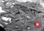 Standbild Wracks von Panzern Marshall Inseln, 1944, aus Sekunde 8 historischem Filmmaterial Videoclip 65675028033