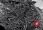 Standbild Wracks von Panzern Marshall Inseln, 1944, aus Sekunde 10 historischem Filmmaterial Videoclip 65675028033