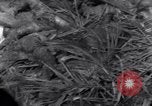 Standbild Wracks von Panzern Marshall Inseln, 1944, aus Sekunde 11 historischem Filmmaterial Videoclip 65675028033