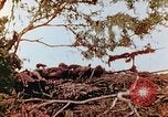 Image of U.S. marines in battle of Saipan Saipan Northern Mariana Islands, 1944, second 21 stock footage video 65675028047