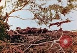 Image of U.S. marines in battle of Saipan Saipan Northern Mariana Islands, 1944, second 22 stock footage video 65675028047