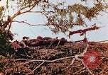 Image of U.S. marines in battle of Saipan Saipan Northern Mariana Islands, 1944, second 23 stock footage video 65675028047