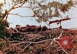 Image of U.S. marines in battle of Saipan Saipan Northern Mariana Islands, 1944, second 25 stock footage video 65675028047
