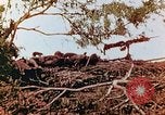 Image of U.S. marines in battle of Saipan Saipan Northern Mariana Islands, 1944, second 26 stock footage video 65675028047
