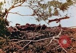 Image of U.S. marines in battle of Saipan Saipan Northern Mariana Islands, 1944, second 27 stock footage video 65675028047