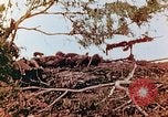Image of U.S. marines in battle of Saipan Saipan Northern Mariana Islands, 1944, second 28 stock footage video 65675028047