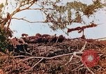 Image of U.S. marines in battle of Saipan Saipan Northern Mariana Islands, 1944, second 29 stock footage video 65675028047