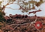Image of U.S. marines in battle of Saipan Saipan Northern Mariana Islands, 1944, second 30 stock footage video 65675028047