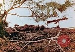 Image of U.S. marines in battle of Saipan Saipan Northern Mariana Islands, 1944, second 31 stock footage video 65675028047