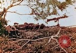 Image of U.S. marines in battle of Saipan Saipan Northern Mariana Islands, 1944, second 32 stock footage video 65675028047