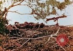 Image of U.S. marines in battle of Saipan Saipan Northern Mariana Islands, 1944, second 33 stock footage video 65675028047