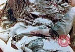 Immagine di Marine ferito Saipan Isole Marianne Settentrionali, 1944, secondo 5 filmato di repertorio 65675028050