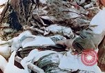Immagine di Marine ferito Saipan Isole Marianne Settentrionali, 1944, secondo 7 filmato di repertorio 65675028050