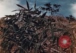 Standbild US Marine wirft Handgranate Saipan Nördliche Marianen, 1944, aus Sekunde 13 historischem Filmmaterial Videoclip 65675028058