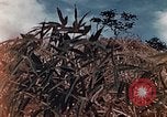 Standbild US Marine wirft Handgranate Saipan Nördliche Marianen, 1944, aus Sekunde 14 historischem Filmmaterial Videoclip 65675028058