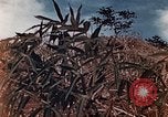 Standbild US Marine wirft Handgranate Saipan Nördliche Marianen, 1944, aus Sekunde 15 historischem Filmmaterial Videoclip 65675028058