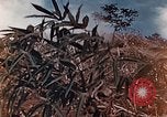 Standbild US Marine wirft Handgranate Saipan Nördliche Marianen, 1944, aus Sekunde 16 historischem Filmmaterial Videoclip 65675028058