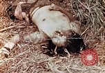 Standbild US Marine wirft Handgranate Saipan Nördliche Marianen, 1944, aus Sekunde 21 historischem Filmmaterial Videoclip 65675028058