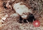 Standbild US Marine wirft Handgranate Saipan Nördliche Marianen, 1944, aus Sekunde 22 historischem Filmmaterial Videoclip 65675028058