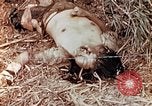 Standbild US Marine wirft Handgranate Saipan Nördliche Marianen, 1944, aus Sekunde 23 historischem Filmmaterial Videoclip 65675028058