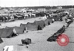 Image camp de cavalerie turque Turquie, 1915, de la seconde 7 séquences d'archives historiques vidéo 65675028064