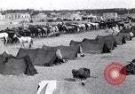 Image camp de cavalerie turque Turquie, 1915, de la seconde 11 séquences d'archives historiques vidéo 65675028064