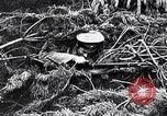 Image renforts militaires russes Dobrudja Roumanie, 1916, de la seconde 58 séquences d'archives historiques vidéo 65675028073