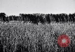 Image of French army units on parade France, 1916, second 3 stock footage video 65675028099