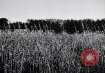 Image of French army units on parade France, 1916, second 4 stock footage video 65675028099