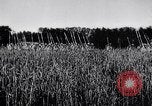 Image of French army units on parade France, 1916, second 5 stock footage video 65675028099
