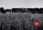 Image of French army units on parade France, 1916, second 6 stock footage video 65675028099