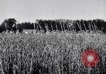 Image of French army units on parade France, 1916, second 7 stock footage video 65675028099