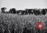 Image of French army units on parade France, 1916, second 11 stock footage video 65675028099
