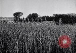 Image of French army units on parade France, 1916, second 13 stock footage video 65675028099
