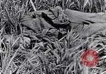 Image of French medics transporting a wounded on a litter France, 1916, second 39 stock footage video 65675028111