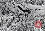 Image of French medics transporting a wounded on a litter France, 1916, second 40 stock footage video 65675028111