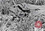 Image of French medics transporting a wounded on a litter France, 1916, second 41 stock footage video 65675028111